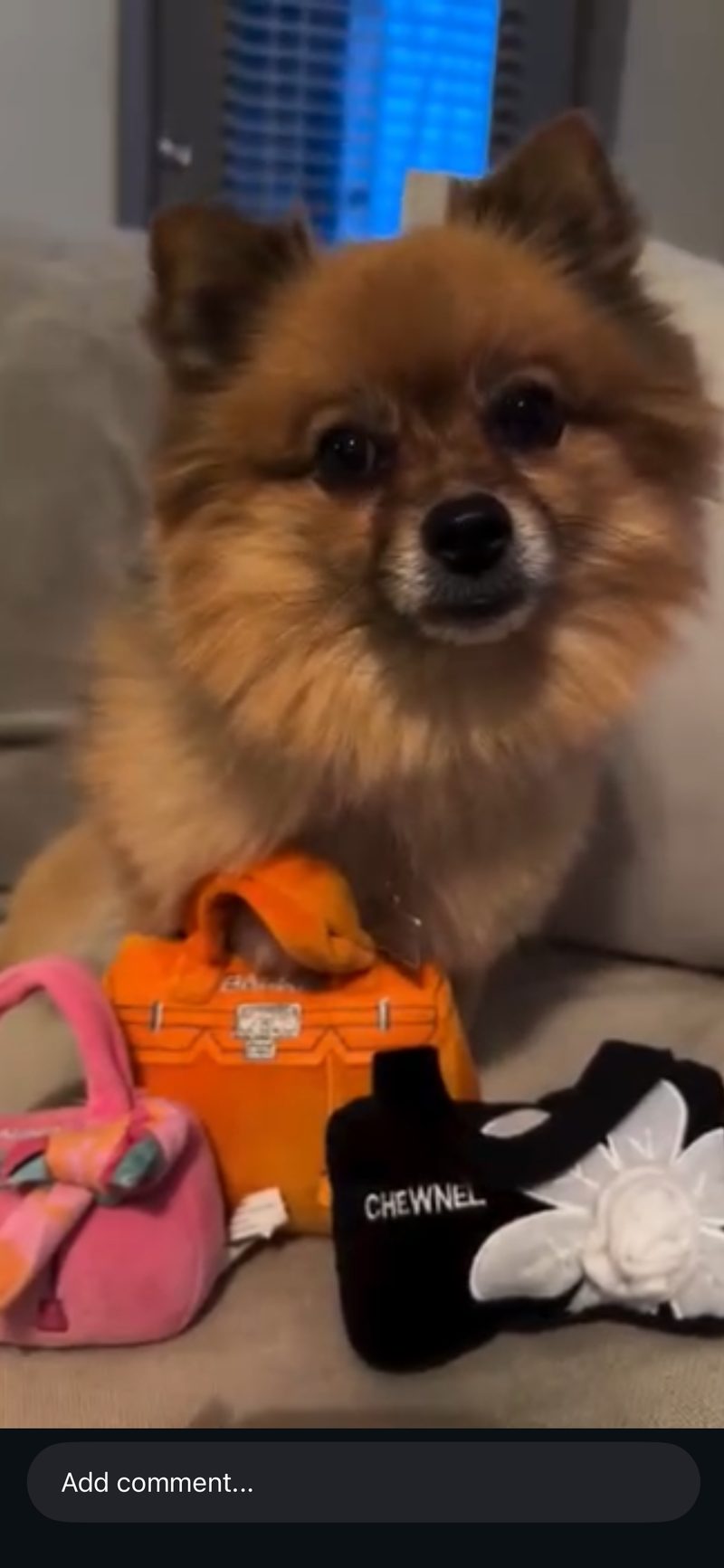 Pom with designer Chewnel dog toys
