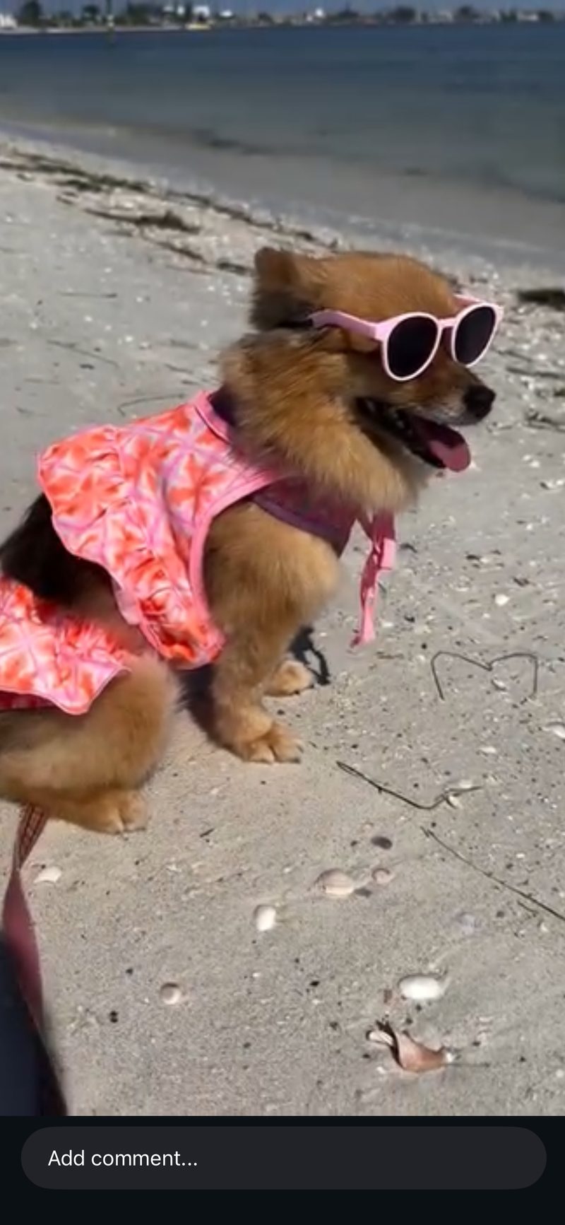 Pom at the beach wearing pink sunglasses